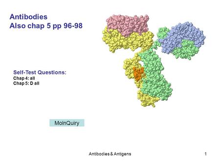 Antibodies & Antigens1 Antibodies Also chap 5 pp 96-98 Self-Test Questions: Chap 4: all Chap 5: D all MolnQuiry.
