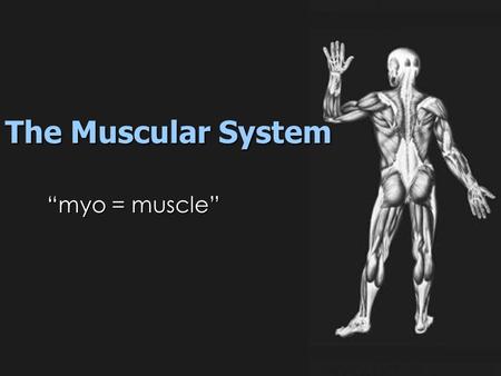 The Muscular System “myo = muscle”.
