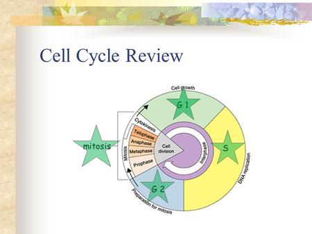 Cell Cycle Review. What happens to the DNA at the beginning of prophase? It condenses into chromosomes Unpaired sister chromatids FIND YOUR SISTER