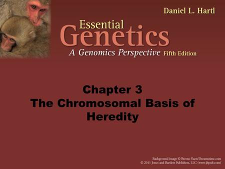 Chapter 3 The Chromosomal Basis of Heredity