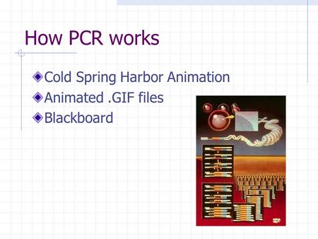 How PCR works Cold Spring Harbor Animation Animated .GIF files