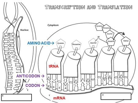 AMINO ACID tRNA ANTICODON  CODON  mRNA.
