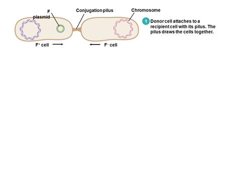 1 Donor cell attaches to a recipient cell with its pilus. The pilus draws the cells together. Chromosome F plasmid Conjugation pilus F + cellF – cell.
