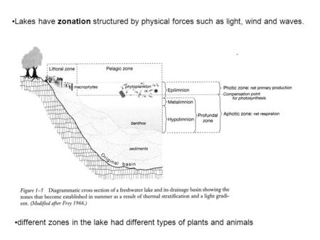 Lakes have zonation structured by physical forces such as light, wind and waves. different zones in the lake had different types of plants and animals.