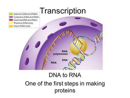 DNA to RNA One of the first steps in making proteins