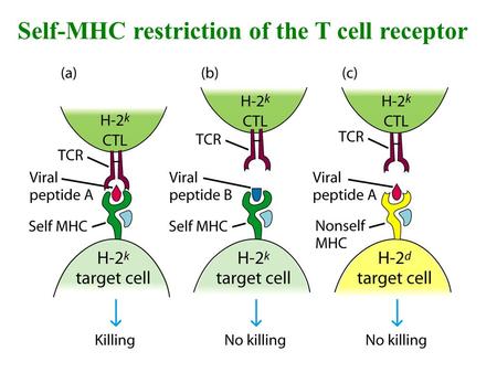 Self-MHC restriction of the T cell receptor. Self-MHC restriction of T C cells R. Zinkernagel & P. Doherty.