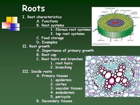 Roots I. Root characteristics A. Functions B. Root systems 1. fibrous root systems 2. tap root systems C. Food storage D. Examples II. Root growth A.