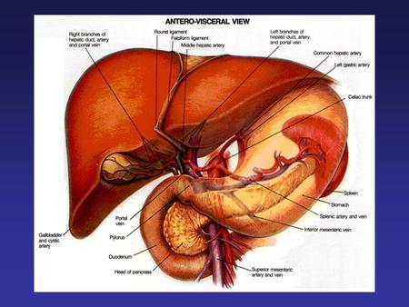 Couinaud segments of liver.