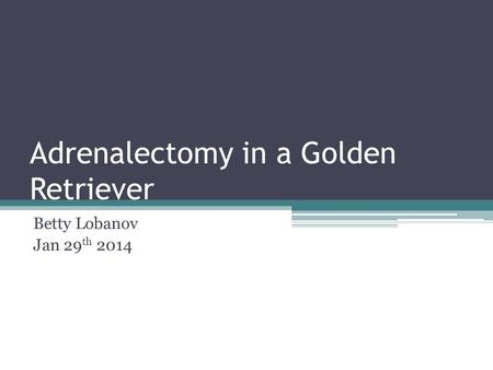 Adrenalectomy in a Golden Retriever Betty Lobanov Jan 29 th 2014.