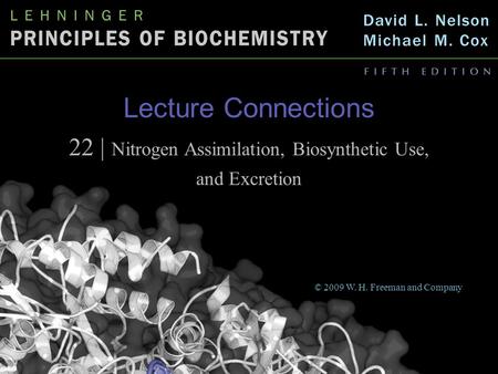 Lecture Connections 22 | Nitrogen Assimilation, Biosynthetic Use, and Excretion © 2009 W. H. Freeman and Company.