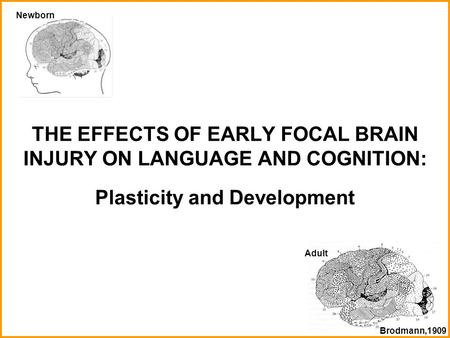 THE EFFECTS OF EARLY FOCAL BRAIN INJURY ON LANGUAGE AND COGNITION: Plasticity and Development Newborn Adult Brodmann,1909.
