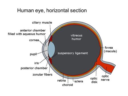 Human eye, horizontal section.  “V1” Lateral Geniculate Nucleus The retinal bipolar cells send impulses to the.