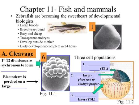 Chapter 11- Fish and mammals Zebrafish are becoming the sweetheart of developmental biologists Fig. 11.1 Large broods Breed year-round Easy and cheap Transparent.