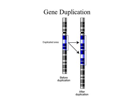 Gene Duplication. Gene Duplication - History 1936: The first observation of a duplicated gene was in the Bar gene of Drosophila. 1950: Alpha and beta.