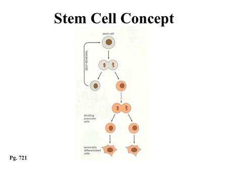 Stem Cell Concept Pg. 721. Signal Transduction Pathways and Cell Differentiation Specialized cell type (neuron, skin cell, red blood cell, etc.) Stem.