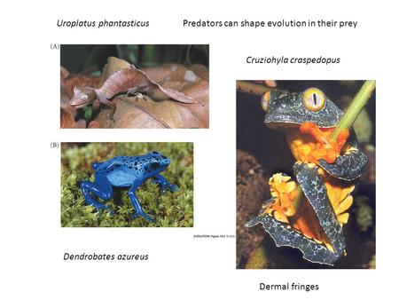 Predators can shape evolution in their preyUroplatus phantasticus Dendrobates azureus Cruziohyla craspedopus Dermal fringes.