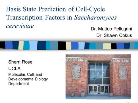 Basis State Prediction of Cell-Cycle Transcription Factors in Saccharomyces cerevisiae Dr. Matteo Pellegrini Dr. Shawn Cokus Sherri Rose UCLA Molecular,