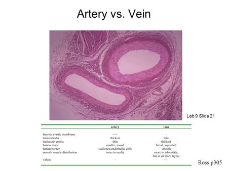 Artery vs. Vein Ross p305 Lab 9 Slide 21. Artery vs. Vein – High Power Lab 9 Slide 23Lab 9 Slide 25.