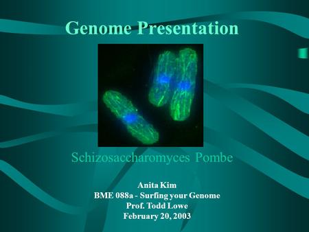Genome Presentation Schizosaccharomyces Pombe Anita Kim BME 088a - Surfing your Genome Prof. Todd Lowe February 20, 2003.