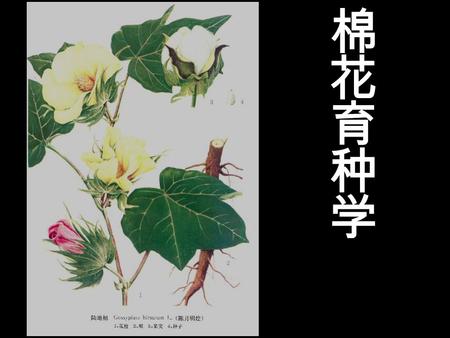 主要参考文献： 1 、潘家驹主编《棉花育种学》，中国农业出版社， 1998 年； 2 、黄骏麒等编著《中国棉作学》，中国农业出版社， 1998 年。