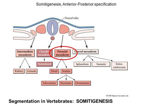Somitigenesis, Anterior-Posterior specification Segmentation in Vertebrates: SOMITIGENESIS.