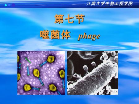江南大学生物工程学院 第七节 噬菌体 phage.