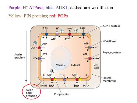 Purple: H + -ATPase; blue: AUX1; dashed arrow: diffusion Yellow: PIN proteins; red: PGPs.