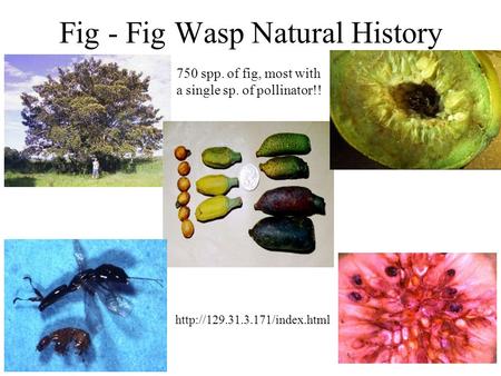 Fig - Fig Wasp Natural History  750 spp. of fig, most with a single sp. of pollinator!!