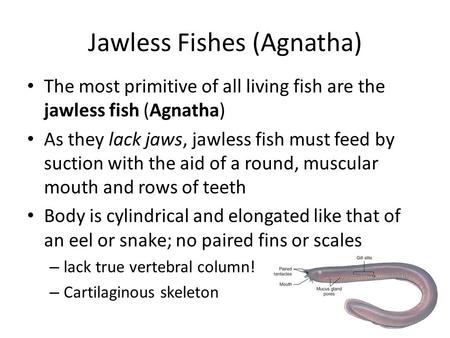 Jawless Fishes (Agnatha) The most primitive of all living fish are the jawless fish (Agnatha) As they lack jaws, jawless fish must feed by suction with.