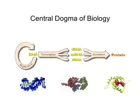 Central Dogma of Biology. How genes control biological activity.