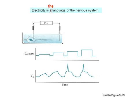 Electricity is a language of the nervous system Nestler Figure 3-1B the.