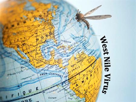 What is West Nile Virus? A mosquito transmitted virus that causes mild to severe illness and is commonly found in birds, humans and other mammals.