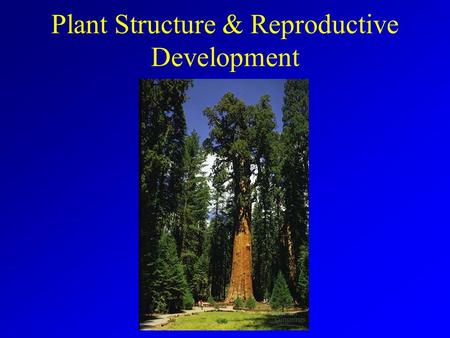 Plant Structure & Reproductive Development. Angeosperms.