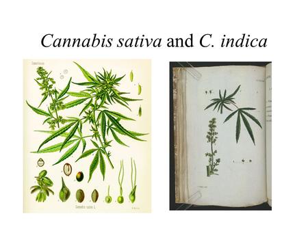 Cannabis sativa and C. indica. Cannabis sativa x indica hybrid.