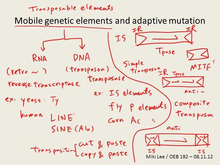 Miki Lee / OEB 192 – 08.11.12 Mobile genetic elements and adaptive mutation.