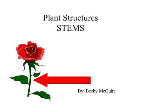 Plant Structures STEMS By: Becky McGuire. Purposes a. attachment point for leaves, flowers, fruit b. contain food and water distribution system (vascular.