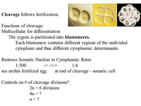 Cleavage follows fertilization. Functions of cleavage: Multicellular for differentiation The zygote is partitioned into blastomeres. Each blastomere contains.