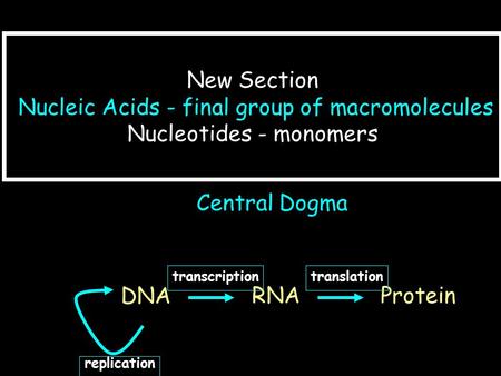 New Section Nucleic Acids - final group of macromolecules Nucleotides - monomers Central Dogma transcription translation RNA Protein DNA replication.