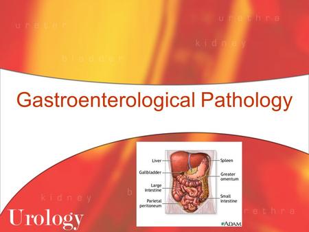Gastroenterological Pathology. History Nature & course of abdominal symptoms Associated s/s Past medical, family & surgical Hx Medications Could you be.
