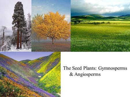 The Seed Plants: Gymnosperms