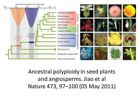 Ancestral polyploidy in seed plants and angiosperms. Jiao et al Nature 473, 97–100 (05 May 2011)