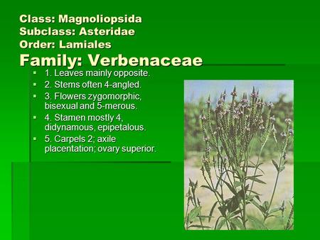 Class: Magnoliopsida Subclass: Asteridae Order: Lamiales Family: Verbenaceae  1. Leaves mainly opposite.  2. Stems often 4-angled.  3. Flowers zygomorphic,