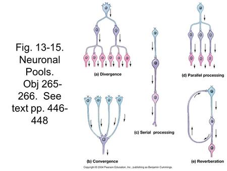 Fig. 13-15. Neuronal Pools. Obj 265- 266. See text pp. 446- 448.