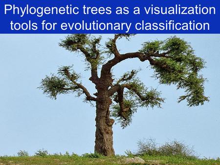 Phylogenetic trees as a visualization tools for evolutionary classification.