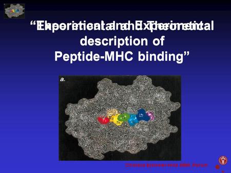 “Theoretical and Experimental description of Peptide-MHC binding”