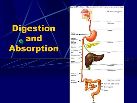 Digestion and Absorption. Digestion Breaks down Carbohydrates (starch and sugar) → single sugar molecules Proteins → amino acids Fats → fatty acids, glycerol.