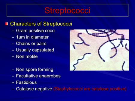 Streptococci Characters of Streptococci Gram positive cocci