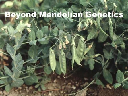 Beyond Mendelian Genetics. Mendel was lucky Monogenetic traits  controlled by one pair of alleles Polygenetic traits  Controlled by more than one pair.