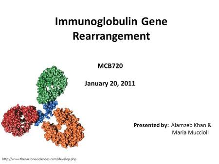 Immunoglobulin Gene Rearrangement MCB720 January 20, 2011 Presented by: Alamzeb Khan & Maria Muccioli