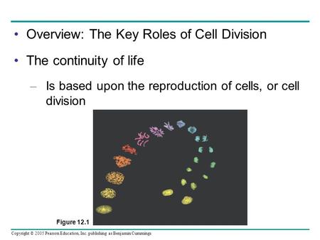 Copyright © 2005 Pearson Education, Inc. publishing as Benjamin Cummings Overview: The Key Roles of Cell Division The continuity of life – Is based upon.